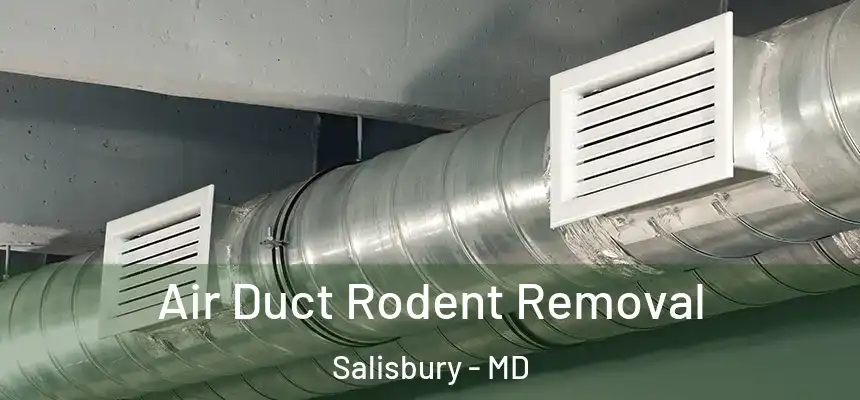  Air Duct Rodent Removal Salisbury - MD